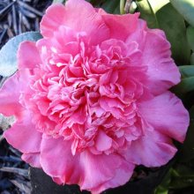 Camellia Elegans Supreme Picture of Camellia Elegans Supreme (806)