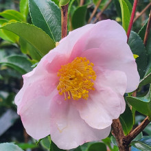 Camellia Exquisite Picture of Camellia Exquisite (809)