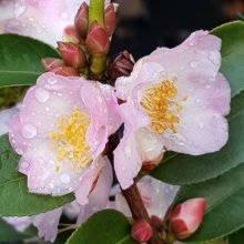 Camellia Fairy Blush Picture of Camellia Fairy Blush (810)