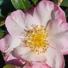 Camellia Gay Border Picture of Camellia Gay Border (826)