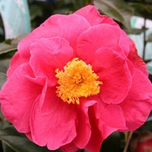 Camellia Guilio Nuccio Picture of Camellia Guilio Nuccio (835)