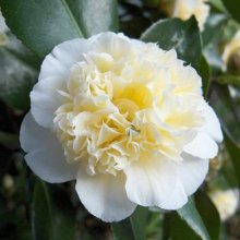 Camellia Gwenneth Morey Picture of Camellia Gwenneth Morey (836)