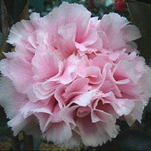 Camellia Hawaii Picture of Camellia Hawaii (9219)