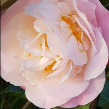 Camellia High Fragrance Picture of Camellia High Fragrance (838)