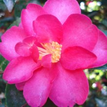 Camellia Hiryu Picture of Camellia Hiryu (839)