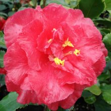 Camellia Holly Bright Picture of Camellia Holly Bright (840)