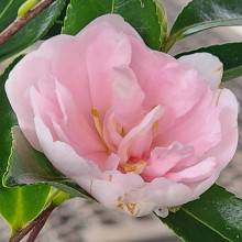 Camellia Jean May Picture of Camellia Jean May (845)