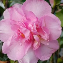 Camellia Jennifer Susan Picture of Camellia Jennifer Susan (10816)