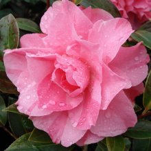 Camellia Jubilation Picture of Camellia Jubilation (846)