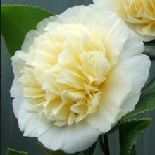 Camellia Jurys Yellow Picture of Camellia Jurys Yellow (848)