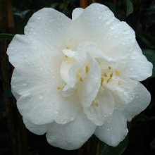 Camellia Kate Sheppard Picture of Camellia Kate Sheppard (9734)