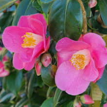 Camellia Koto no Kaori Picture of Camellia Koto no Kaori (855)