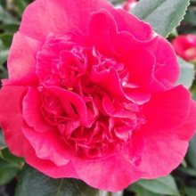 Camellia Kramers Beauty Picture of Camellia Kramers Beauty (6730)