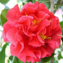 Camellia Kramers Supreme Picture of Camellia Kramers Supreme (8103)