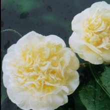 Camellia Lemon Drop Picture of Camellia Lemon Drop (857)