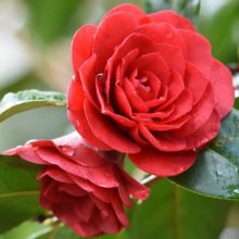 Camellia Les Jury Picture of Camellia Les Jury (860)