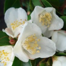 Camellia Lutchuensis Picture of Camellia Lutchuensis (865)