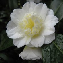 Camellia Mansize Picture of Camellia Mansize (866)