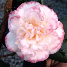 Camellia Margaret Davis Picture of Camellia Margaret Davis (867)
