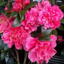 Camellia Mark Alan Picture of Camellia Mark Alan (868)