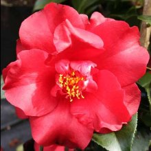 Camellia Midnight Std Picture of Camellia Midnight Std (29552)