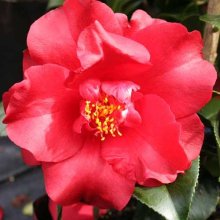 Camellia Midnight Picture of Camellia Midnight (873)