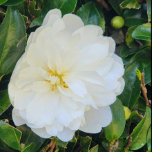 Camellia Mine No Yuki Picture of Camellia Mine No Yuki (875)