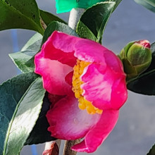 Camellia Navajo Picture of Camellia Navajo (9647)