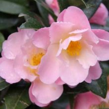 Camellia Nicky Crisp Picture of Camellia Nicky Crisp (881)