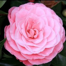Camellia Nuccios Cameo Picture of Camellia Nuccios Cameo (10820)