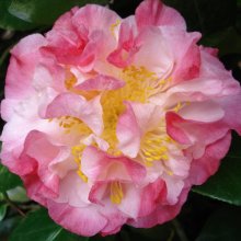 Camellia Nuccios Jewel Picture of Camellia Nuccios Jewel (887)
