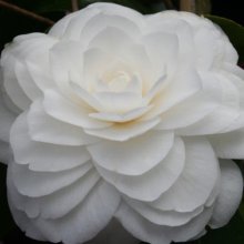 Camellia Nuccios Pearl Picture of Camellia Nuccios Pearl (888)