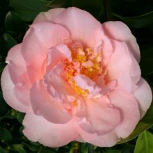 Camellia Nuccios Pink Lace Picture of Camellia Nuccios Pink Lace (889)