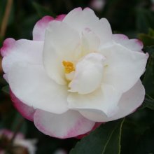 Picture of Camellia Paradise Blush Std (11771)