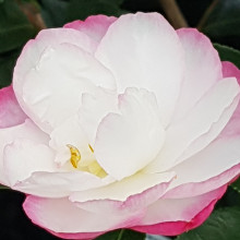 Camellia Paradise Blush Picture of Camellia Paradise Blush (894)