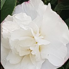 Camellia Paradise Helen Picture of Camellia Paradise Helen (895)