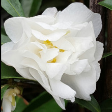 Camellia Paradise Little Liane Picture of Camellia Paradise Little Liane (863)