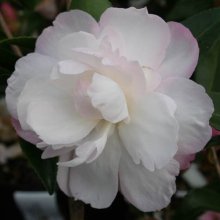 Camellia Paradise Pearl Picture of Camellia Paradise Pearl (897)
