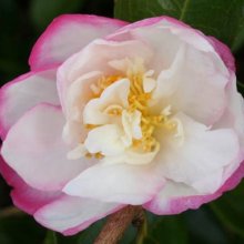 Camellia Paradise Vanessa Picture of Camellia Paradise Vanessa (899)