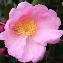 Camellia Plantation Pink Picture of Camellia Plantation Pink (903)