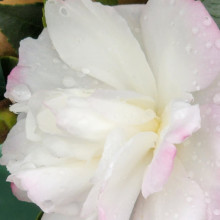 Picture of Camellia Pure Silk (906)