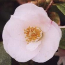 Picture of Camellia Quintessence (909)