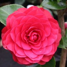Camellia Roger Hall Picture of Camellia Roger Hall (911)