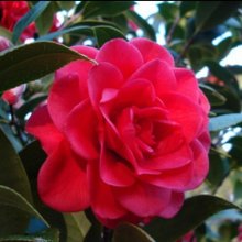 Camellia Roma Red Picture of Camellia Roma Red (9761)