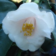 Camellia Rosaeflora Cascade Picture of Camellia Rosaeflora Cascade (914)