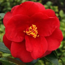 Camellia Royal Velvet Picture of Camellia Royal Velvet (9223)