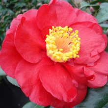 Camellia San Dimas Picture of Camellia San Dimas (921)