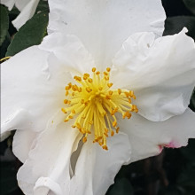 Picture of Camellia Setsugekka Std (928)