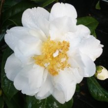 Camellia Silver Anniversary Picture of Camellia Silver Anniversary (931)