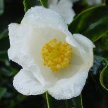 Camellia Silver Column Picture of Camellia Silver Column (932)